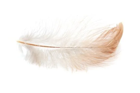 Feather on a white background Stock Photos