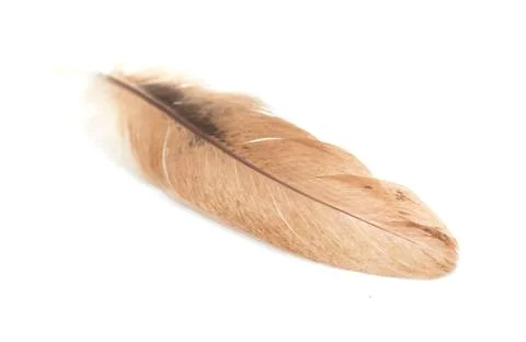 Feather on a white background Stock Photos