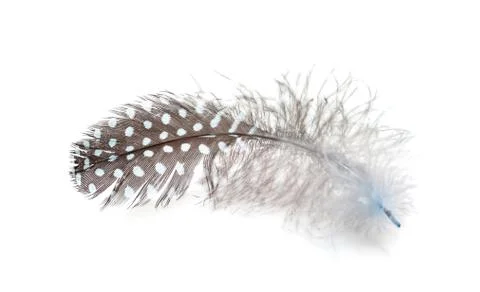 Feather on a white background Stock Photos