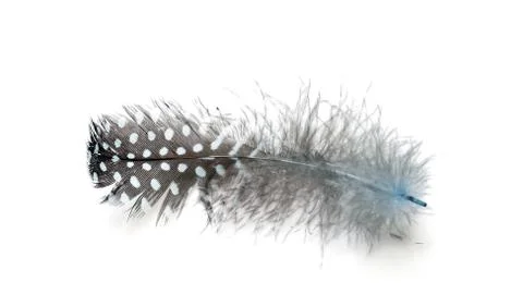 Feather on a white background Stock Photos