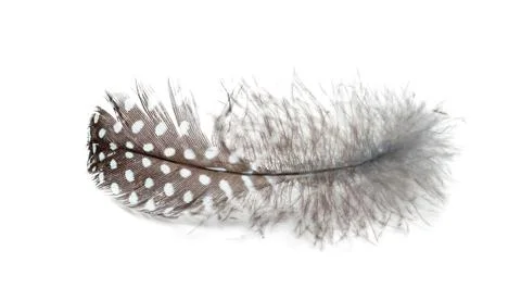 Feather on a white background Stock Photos