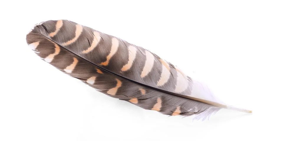 Feather on white background Foto stock