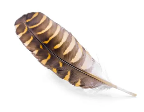 Feather On a white background Stock Photos