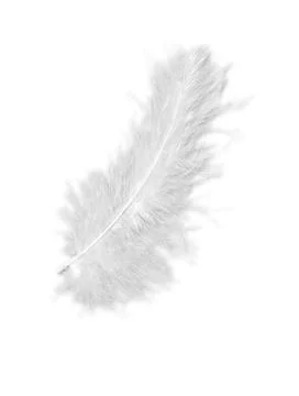 Feather on a white background Foto stock
