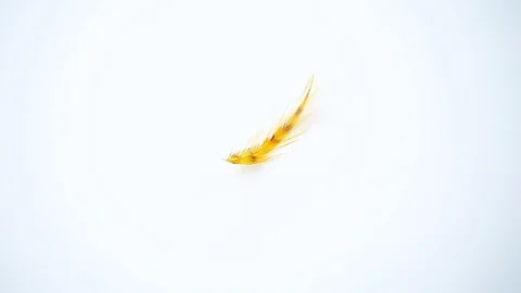Feather white background studio quality hd footage Stock Footage 100188070