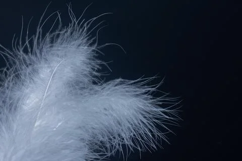 Feather, white  on black background. Stock Photos