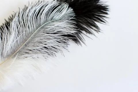 Feather on white close-up copy space Stock-Fotos