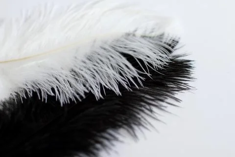 Feather on white close-up copy space Stock Photos