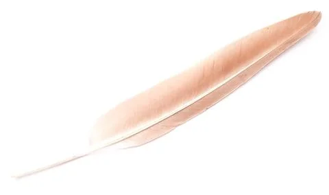  Feather on white Feather isolated on white background Copyright: xZoonar.... Stock Photos