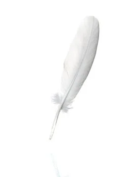 Feather on white Stock Photos