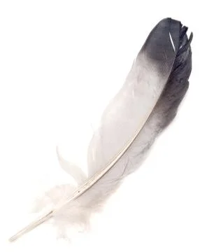 Feather on white Stock Photos