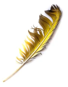 Feather on white Stock Photos