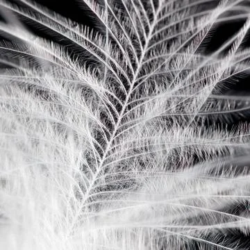 A feather with a white tip and a black background Stock Photos