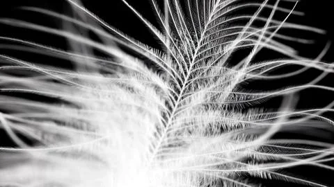 A feather with a white tip and a black background Stock Photos
