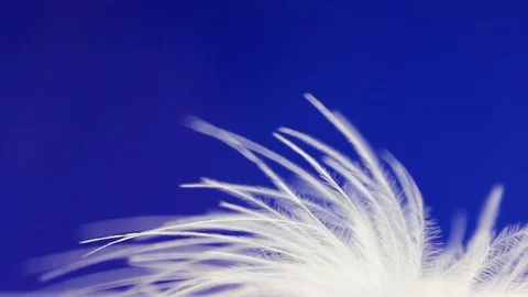 Feather in wind on blue background Stock Footage 102231615