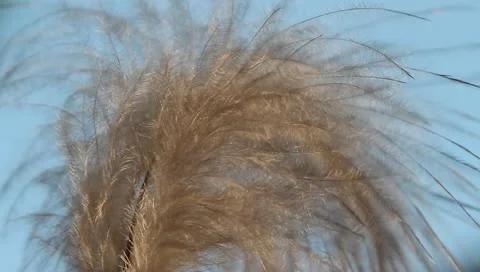 Feather in the wind Vídeos de archivo 11149099
