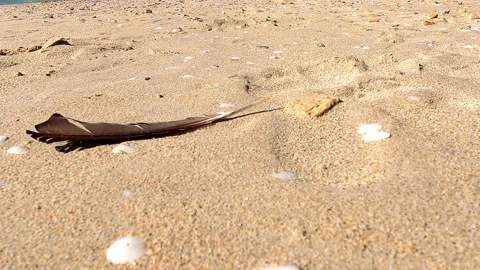 Feather in the wind Stock Footage 142637676