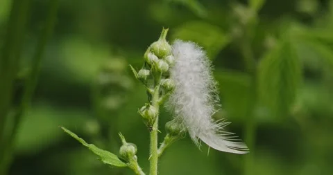A feather in the wind in slow motion Video stock 275513216