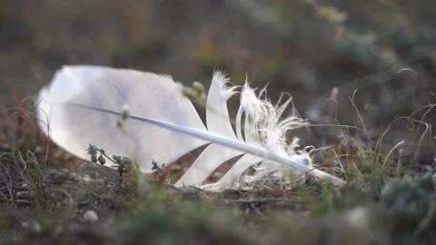 Feather in wind waving Stock Footage 130930811