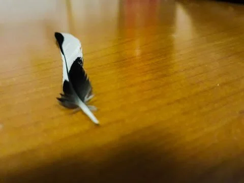 Feather on wood Stock Photos