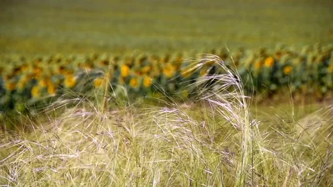 Feather is worried. 스톡 동영상 82479678