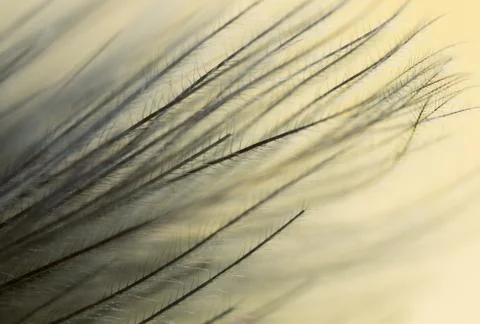 Feather on a yellow background. close Stock Photos
