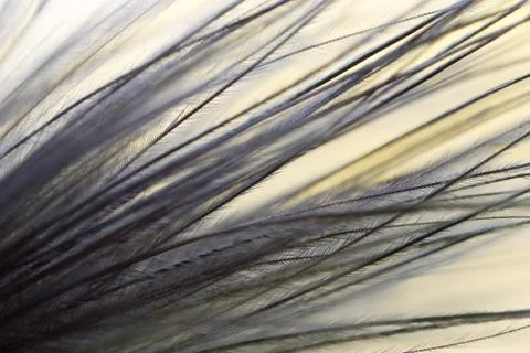 Feather on a yellow background. close Stock Photos