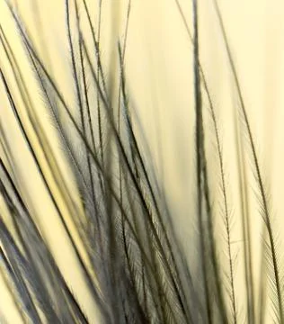 Feather on a yellow background. close Stock Photos