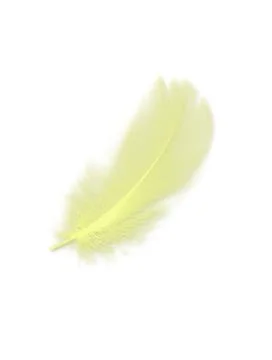 Feather Yellow Foto stock