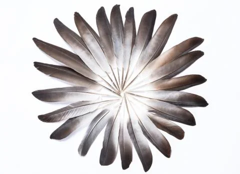 Featherc circle Фото