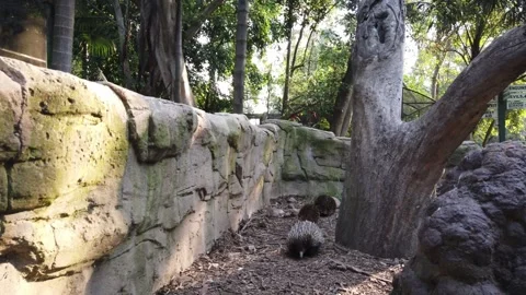 Featherdale Echidna Walking Stock Footage 264826292