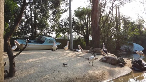 Featherdale Pelicans Stock Footage 264826114