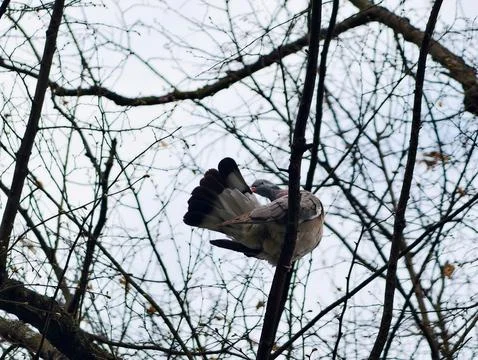 Feathered bird perched with spread tail visible. Closeup of pigeon with fan.. Stock Photos