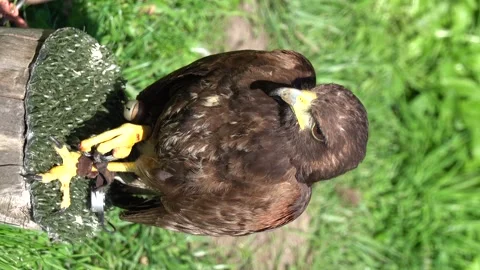 A feathered bird of prey sits on a tree stump and observes its surroundings Stock Footage 248241304