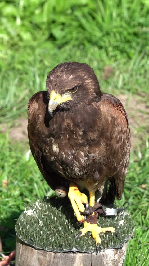 A feathered bird of prey sits on a tree stump and observes its surroundings Stock Footage 267138108