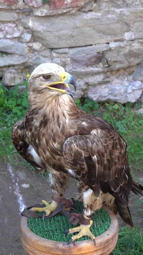 A feathered bird of prey sits on a tree stump and observes its surroundings Stock Footage 267147302