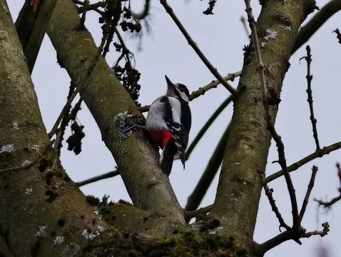 Feathered Creature Scans Lichens On Trunk. Perched Bird Observes Bark And M.. Stock Photos