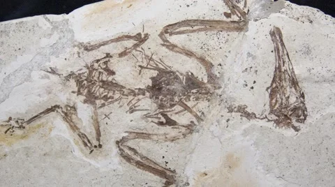 Feathered dinosaur from China Stock Footage 52133095
