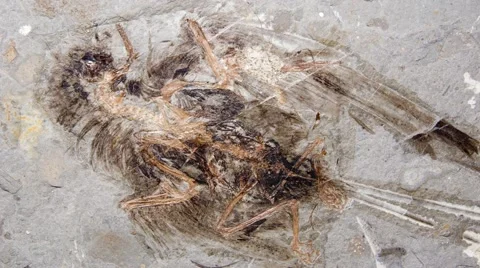 Feathered dinosaur Stock Footage 52133177