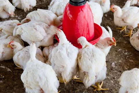 Feathered Gathering Stock Photos