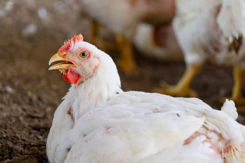 Feathered Harmony Chickens in Motion Stock Photos