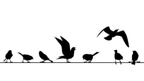 Feathered ones sit on wires. Vector silhouettes of birds isolated on white Stock Illustration