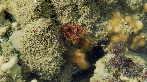 Feathered Reef Filter Feeder Among Coral Formations in Shallow Waters Видео 337450737