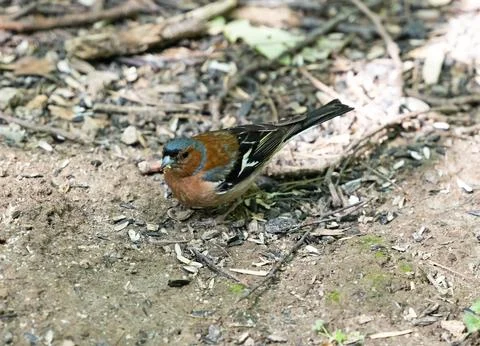 Feathered Serenity: Tiny Bird Perched Peacefully on Earth Stock Photos