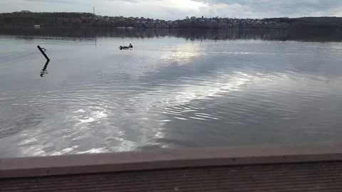 Feathered Showdown: Ducks Race on the Pond Stock-Footage 304314835