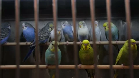 Feathered tribe birds Stock Footage 170661654
