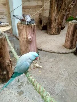 The Feathered World Stock Photos