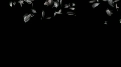 Feathering Stock Footage 10858398