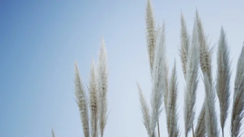 Feathers against sky Stock Footage 86564837