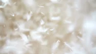 Feathers In The Air Stock Footage